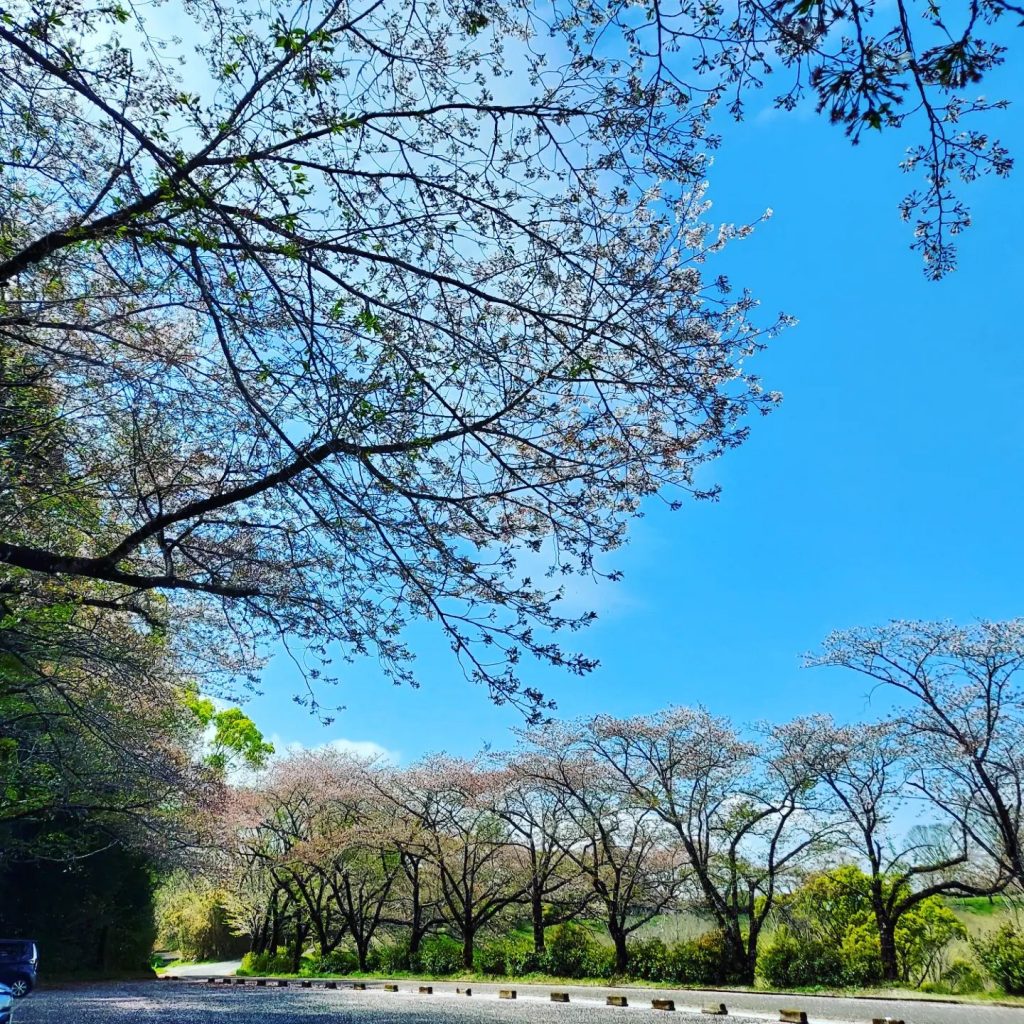 おはようございます桜はそろそろ今週まででしょうか？緑入り交じる桜も風情あって好きです今週はお天気も良さそうでお花見まだな方はラストチャンスでしょうか本日もよろしくお願いいたします当日でもお気軽にご連絡下さいませメニューは2枚目に載せております。